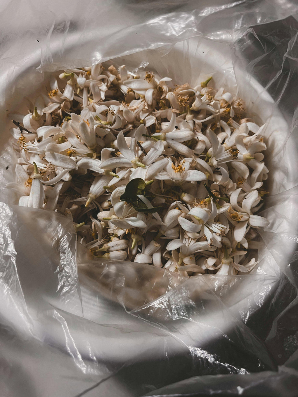 KAFORÉ Jasmine – Pure. Floral. Serene